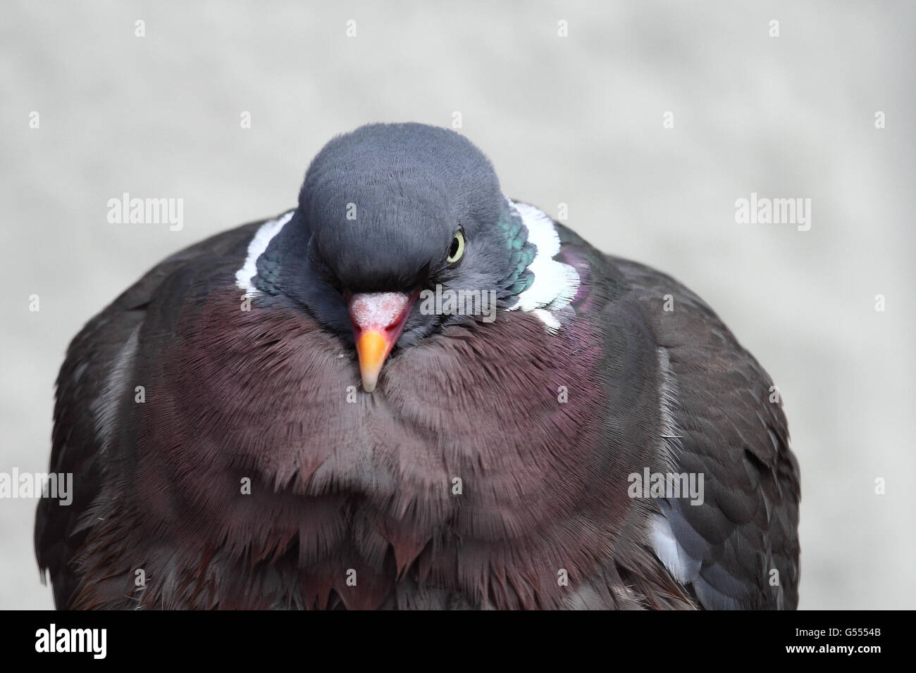 Pigeon ramier (Columba palumbus) Banque D'Images