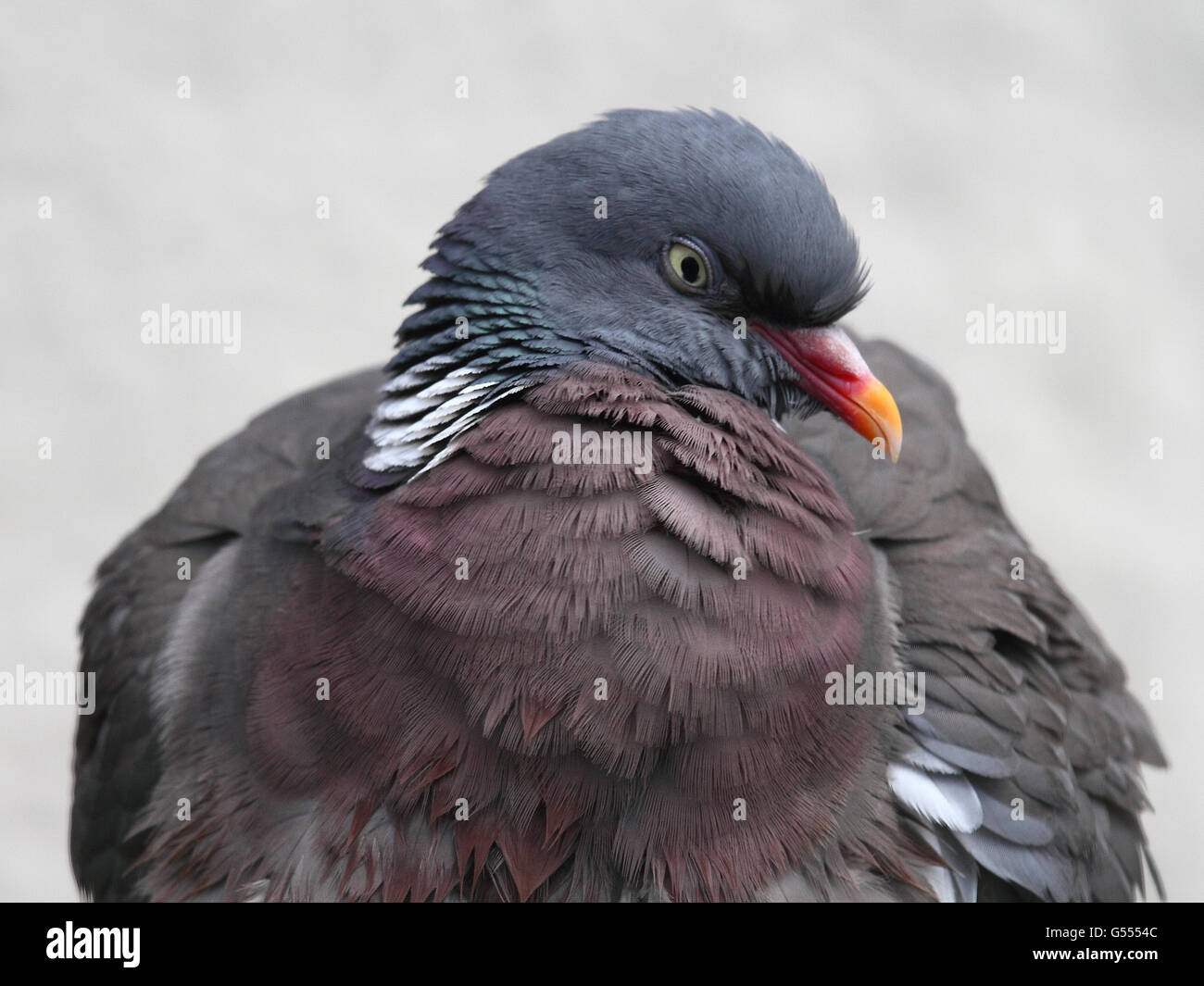 Pigeon ramier (Columba palumbus) Banque D'Images
