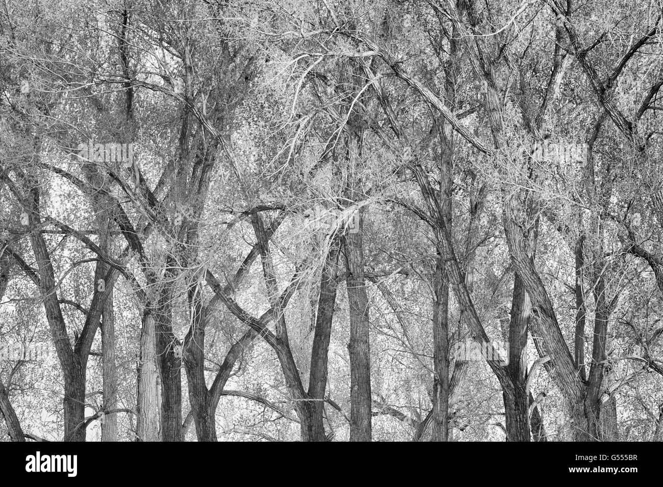 Peupliers à P Ranch, Malheur National Wildlife Refuge, l'Est de l'Oregon. Banque D'Images