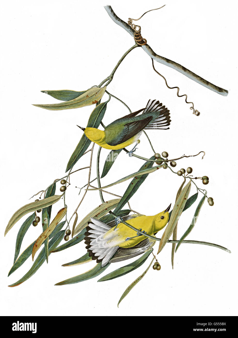 La Paruline orangée (Protonotaria citrea), oiseaux, 1827 - 1838 Banque D'Images