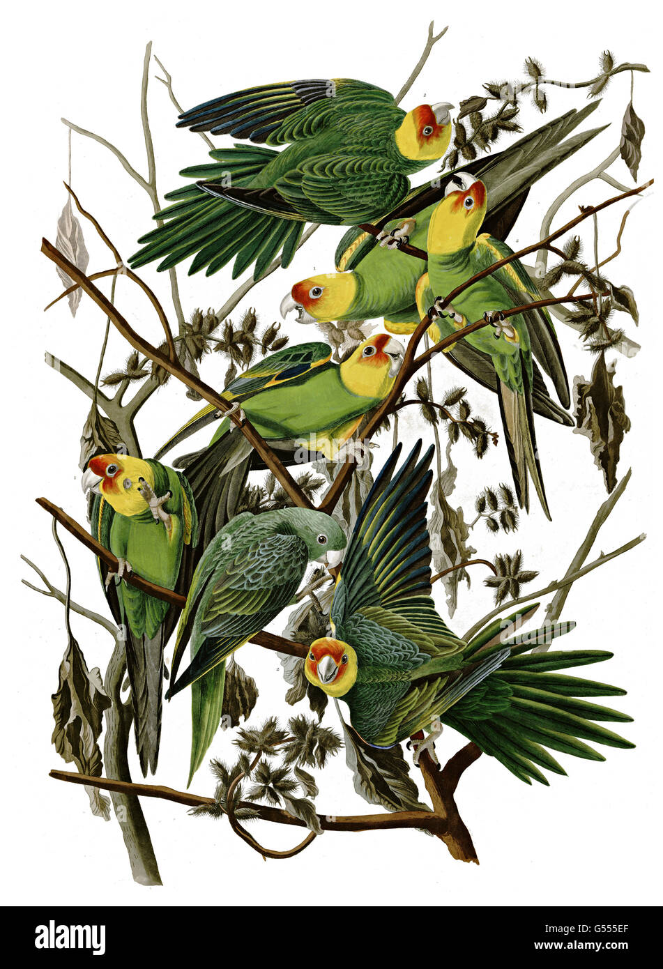 Conuropis carolinensis conure de Caroline, Caroline, perroquet, oiseaux, 1827 - 1838 Banque D'Images