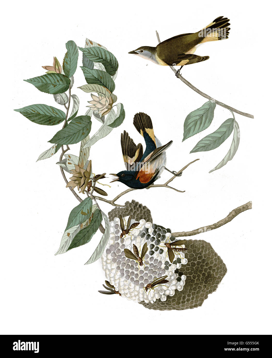 Paruline flamboyante, Setophaga ruticilla, oiseaux, 1827 - 1838 Banque D'Images