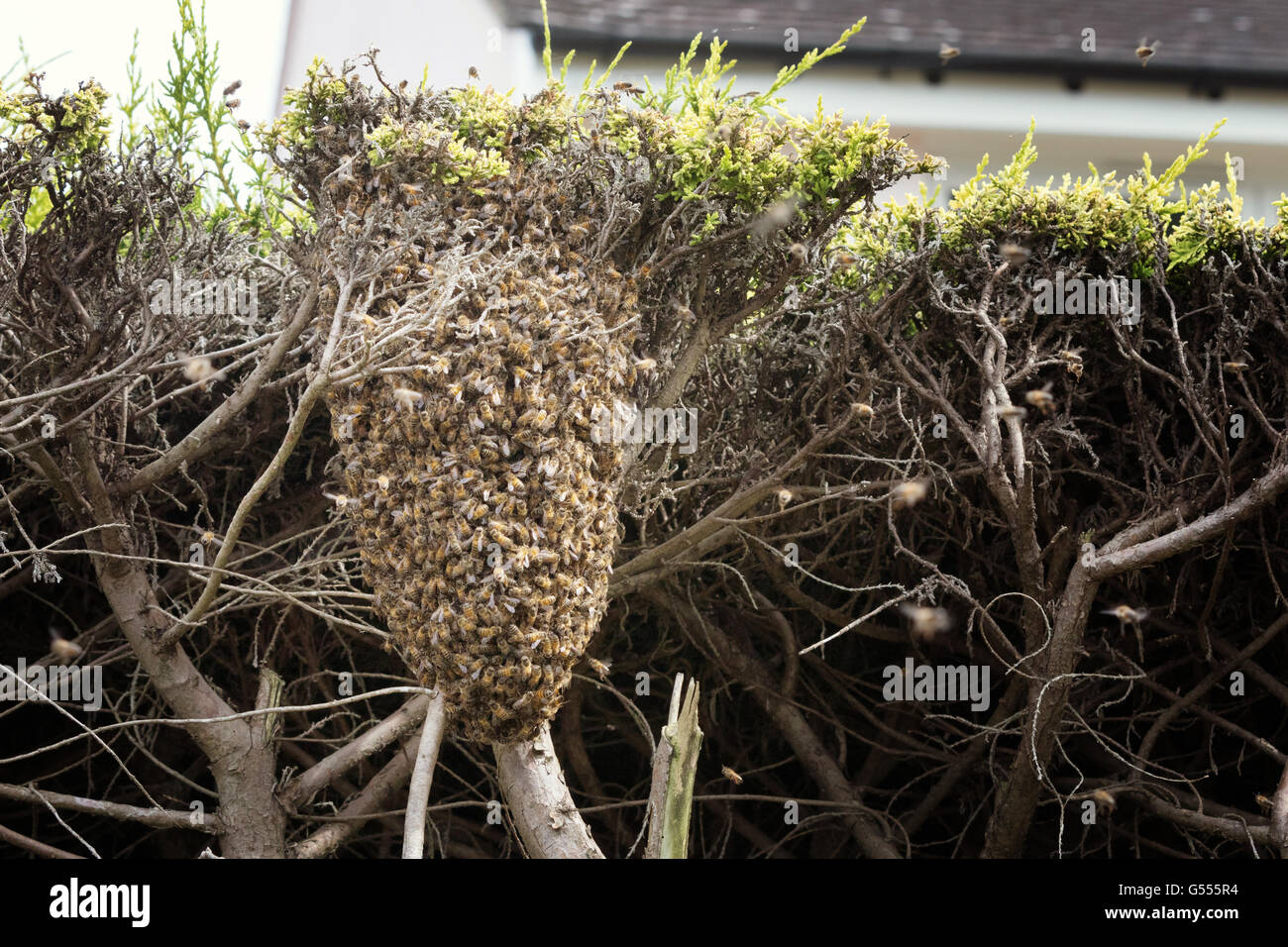 Un essaim d'abeilles à miel d'affluer, une haie, Suffolk, Angleterre, Royaume-Uni Banque D'Images