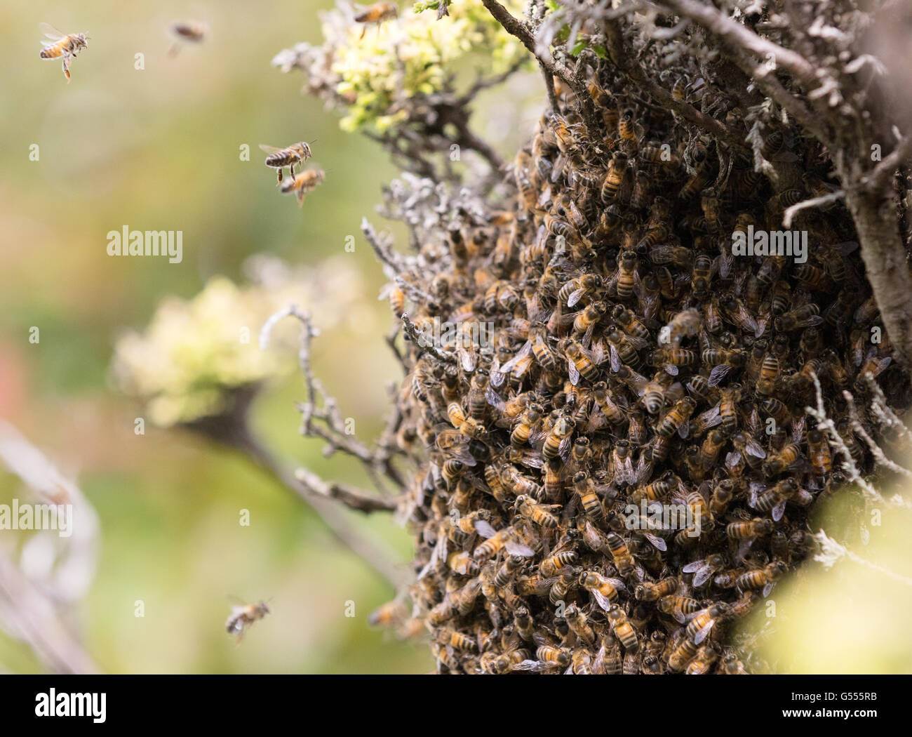 Un essaim d'abeilles à miel d'affluer, une haie, Suffolk, Angleterre, Royaume-Uni Banque D'Images