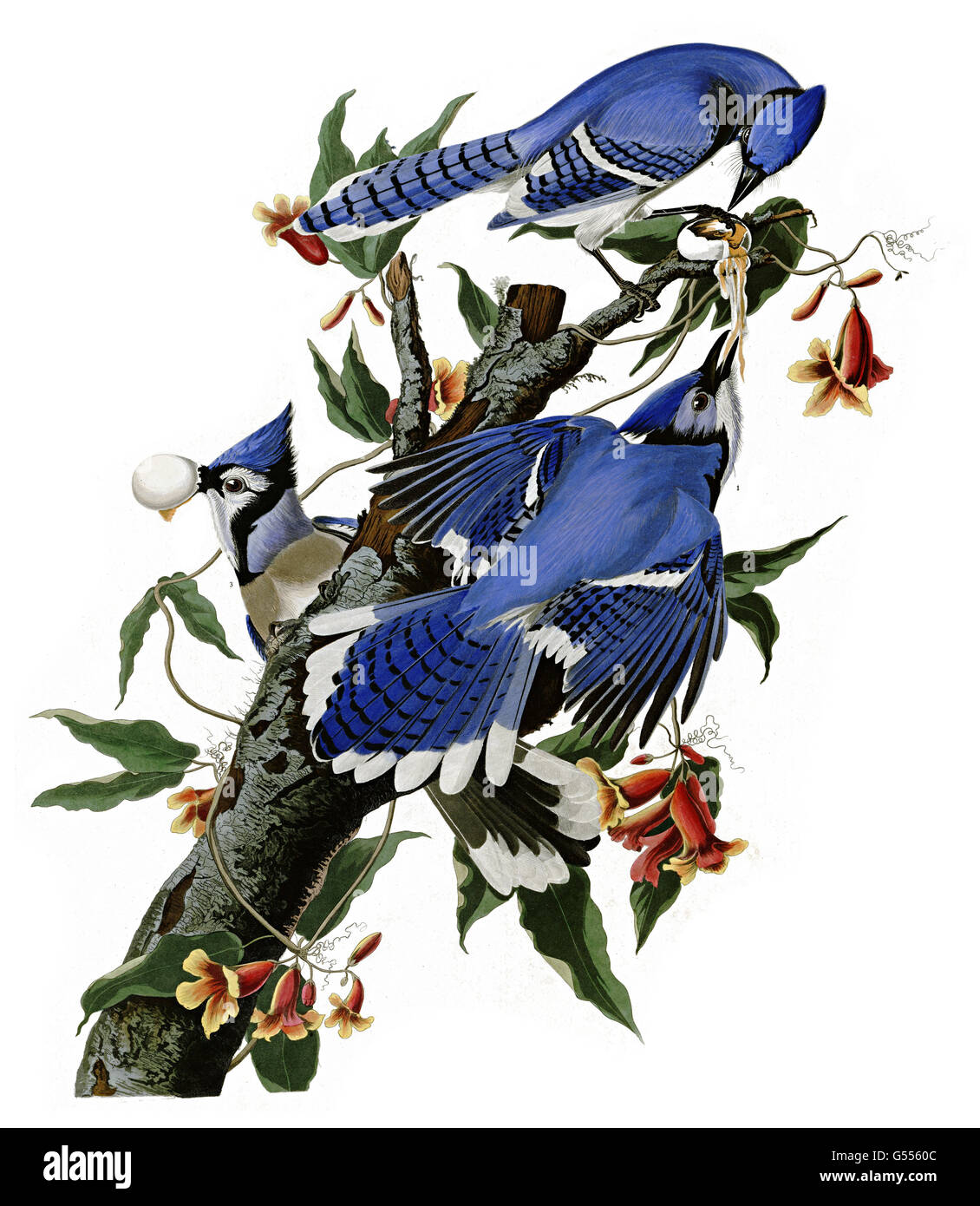 Le Geai bleu, Cyanocitta cristata Geai bleu,, d'oiseaux, 1827 - 1838 Banque D'Images