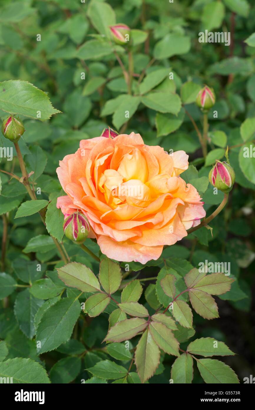 LADY OF SHALOTT, English Rose - produites par David Austin, de l'arbuste Rose. Banque D'Images