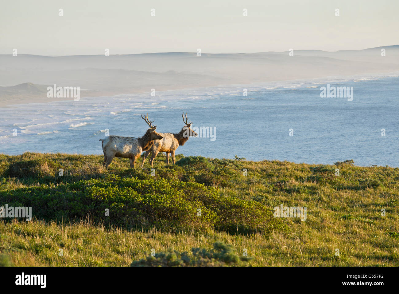 Point Reyes National Seashore, comté de Marin, en Californie, USA, deux jeunes taureaux wapiti de Tule (Cervus nannodes) sur ridge Banque D'Images