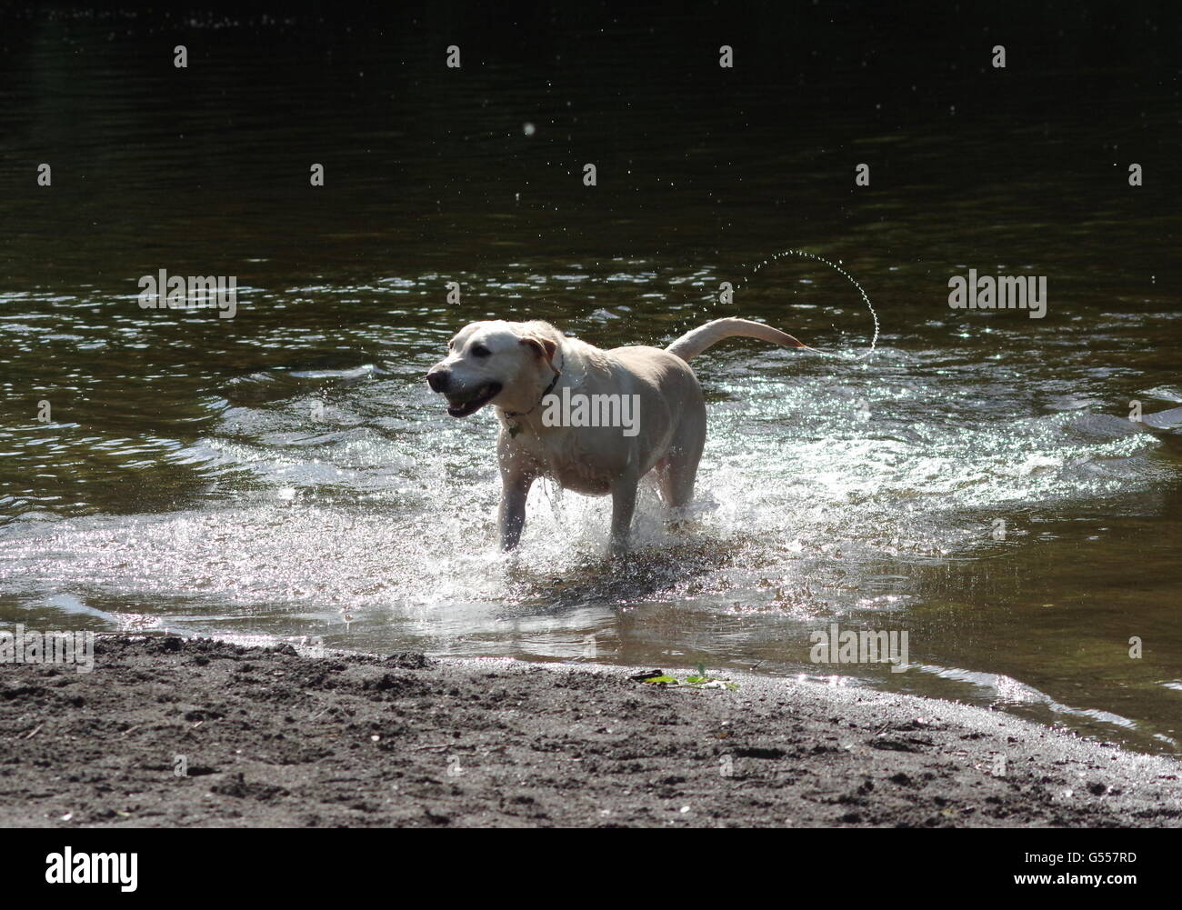 Chien Labrador splashing in water Banque D'Images