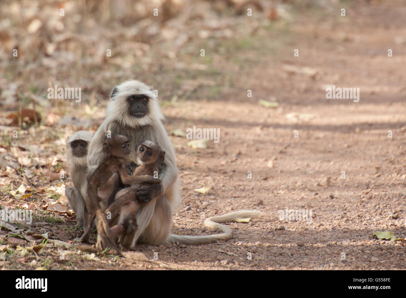 Animaux singe Langur Hanuman (Semnopithecus), Passereau, le parc national de Ranthambore, en Inde, en Asie Banque D'Images