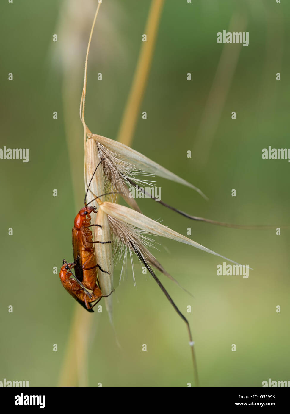 Rhagoncha fulva. Soldat mâle et femelle accouplement coléoptères sur l'herbe. Banque D'Images