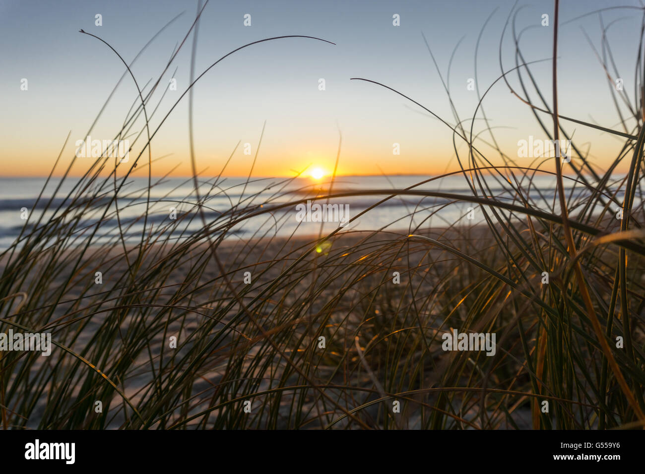 Papamoa beach, grâce à la plage de l'herbe à l'ammophile dans sunrise Banque D'Images