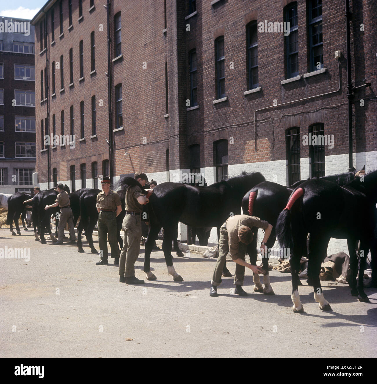 Les supports de cavalerie de la maison sont soignés à Wellington Barracks, Londres. Banque D'Images