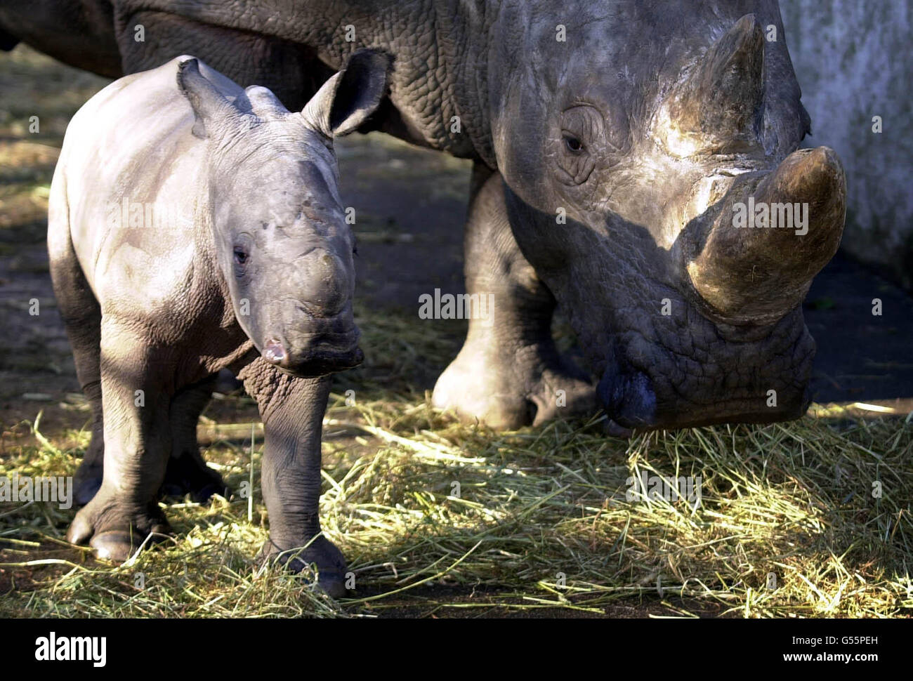 Bébé blanc Rhino 'Kei', qui a moins d'une quinzaine de jours et pèse 42 kilos, se promène sous l'œil vigilant de la mère 'Umfolozi', connue sous le nom de 'Floozie' pour ses gardiens, au zoo d'Édimbourg. *... Kei est le douzième bébé à naître de mère Umfolozi, ce qui en fait le rhinocéros blanc le plus prolifique en captivité dans toute l'Europe. Banque D'Images