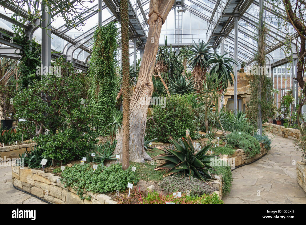 Berlin, Allemagne - le Jardin botanique de Berlin-Dahlem. Succulentes africaines dans la serre tropicale principale Banque D'Images