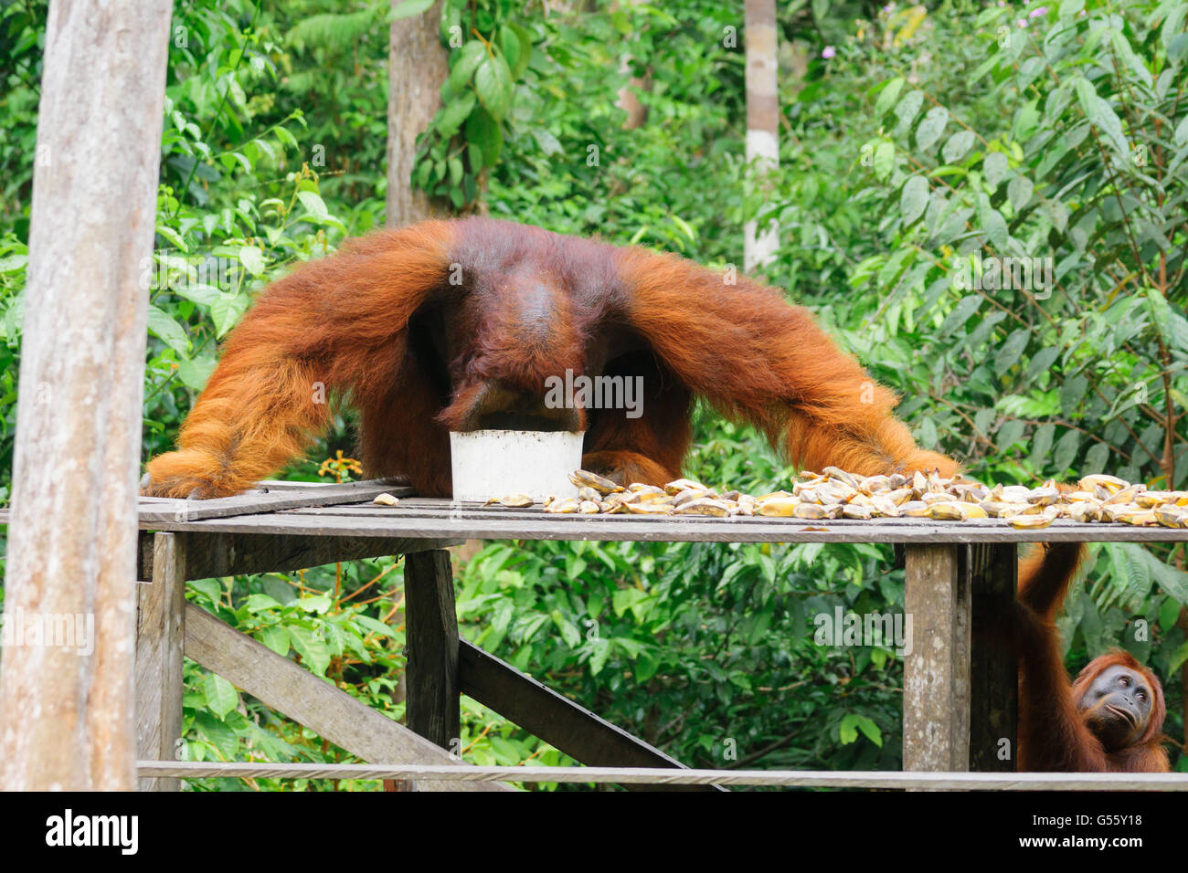 L'Indonésie, Kalimantan, Bornéo, Kotawaringin Barat, parc national de Tanjung Puting, orang-outan Banque D'Images