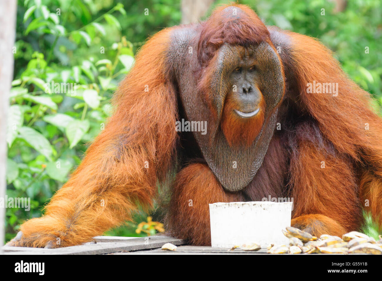 L'Indonésie, Kalimantan, Bornéo, Kotawaringin Barat, parc national de Tanjung Puting, orang-outan Banque D'Images