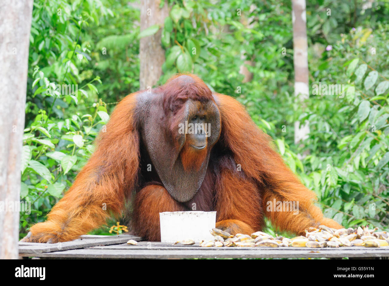 L'Indonésie, Kalimantan, Bornéo, Kotawaringin Barat, parc national de Tanjung Puting, orang-outan Banque D'Images