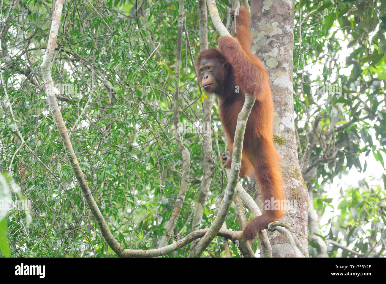L'Indonésie, Kalimantan, Bornéo, Kotawaringin Barat, parc national de Tanjung Puting, orang-outan Banque D'Images