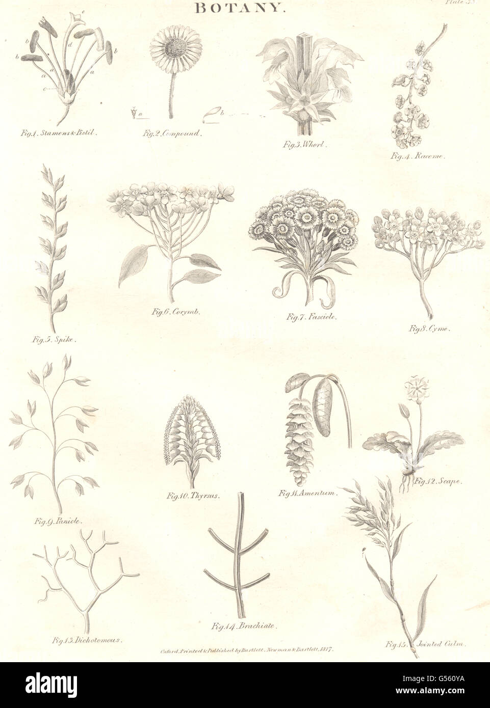 Botanique : Fleur et pièces de formes. Étamines Pistil racème verticille corymbe Spike, 1830 Banque D'Images