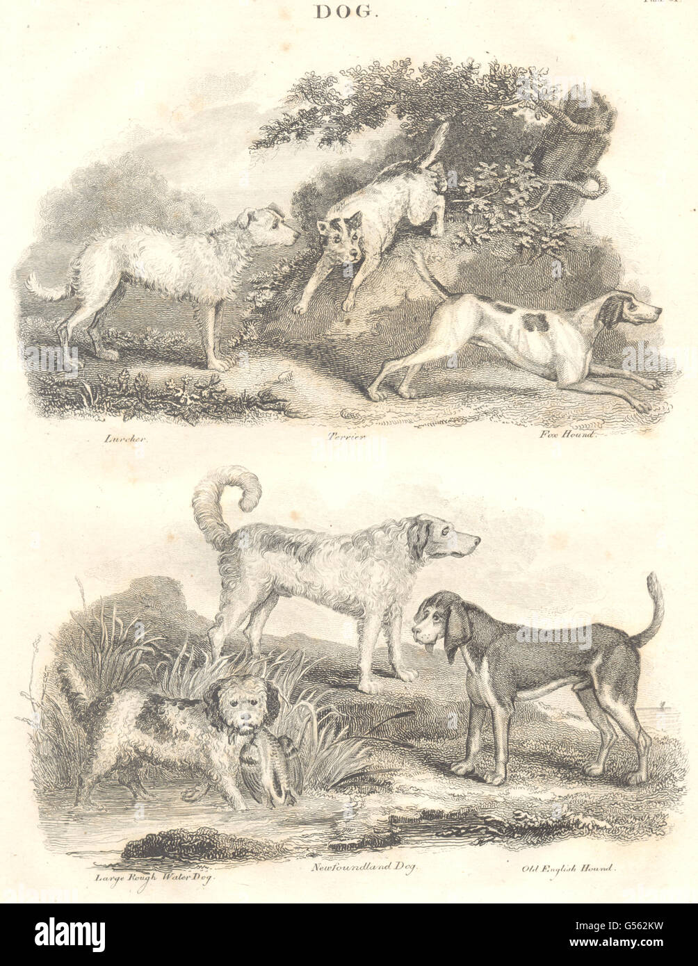 Chiens : Lurcher ; Terrier ; Old English, Fox Hound ; Ébauches de Loom, NL, 1830 imprimer Banque D'Images