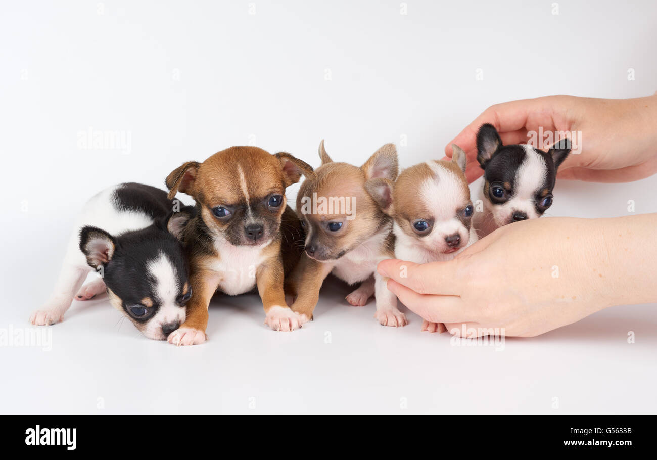 Prendre soin de cinq chiots de Chihuahua sur blanc Banque D'Images