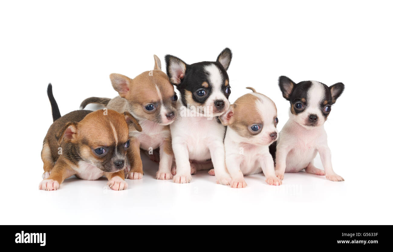 Cinq chiots de Chihuahua isolated on white Banque D'Images