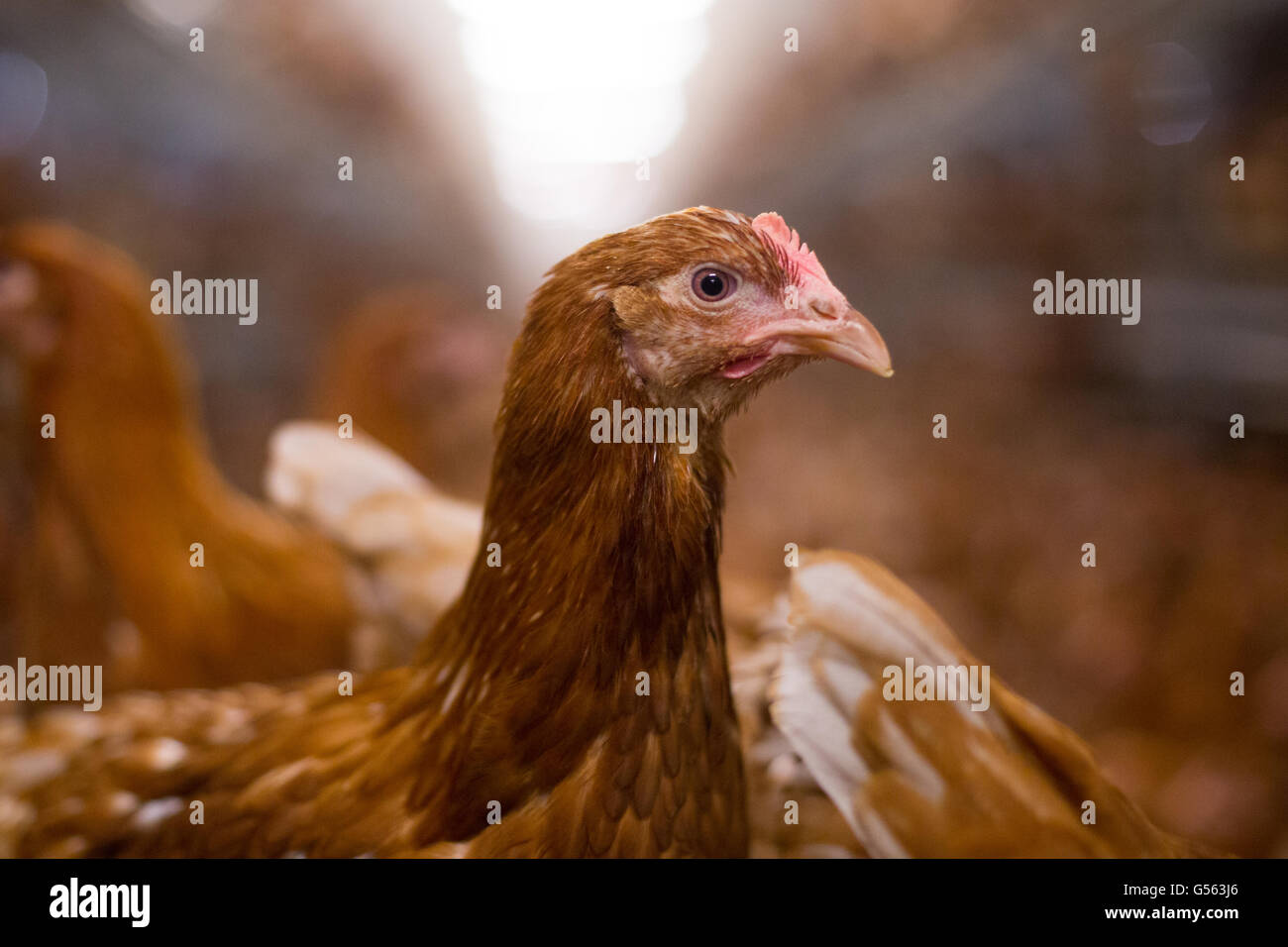 Les poulettes sur un parcours libre dans la ferme, England, UK. Banque D'Images