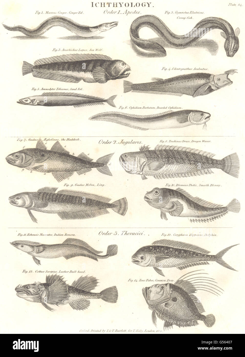 L'ichtyologie:Sand,Congre;Sea Wolf;Ophidium;l'Aiglefin;Ling;;blennies, Remora 1830 Banque D'Images