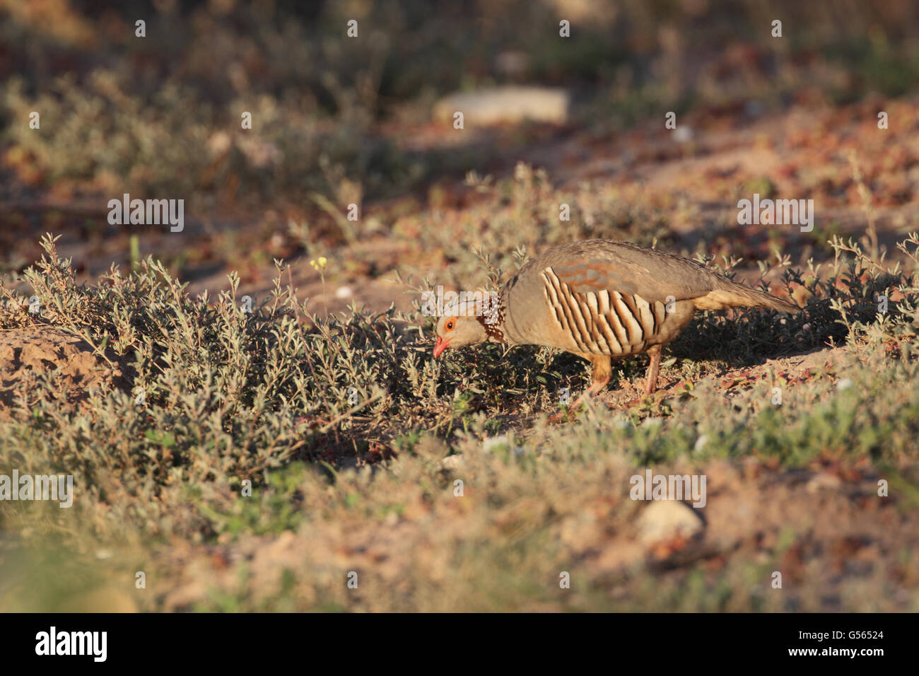 Barbary Partridge (Alectoris barbara) des profils, l'alimentation, près d'Agadir, Maroc, Mars Banque D'Images