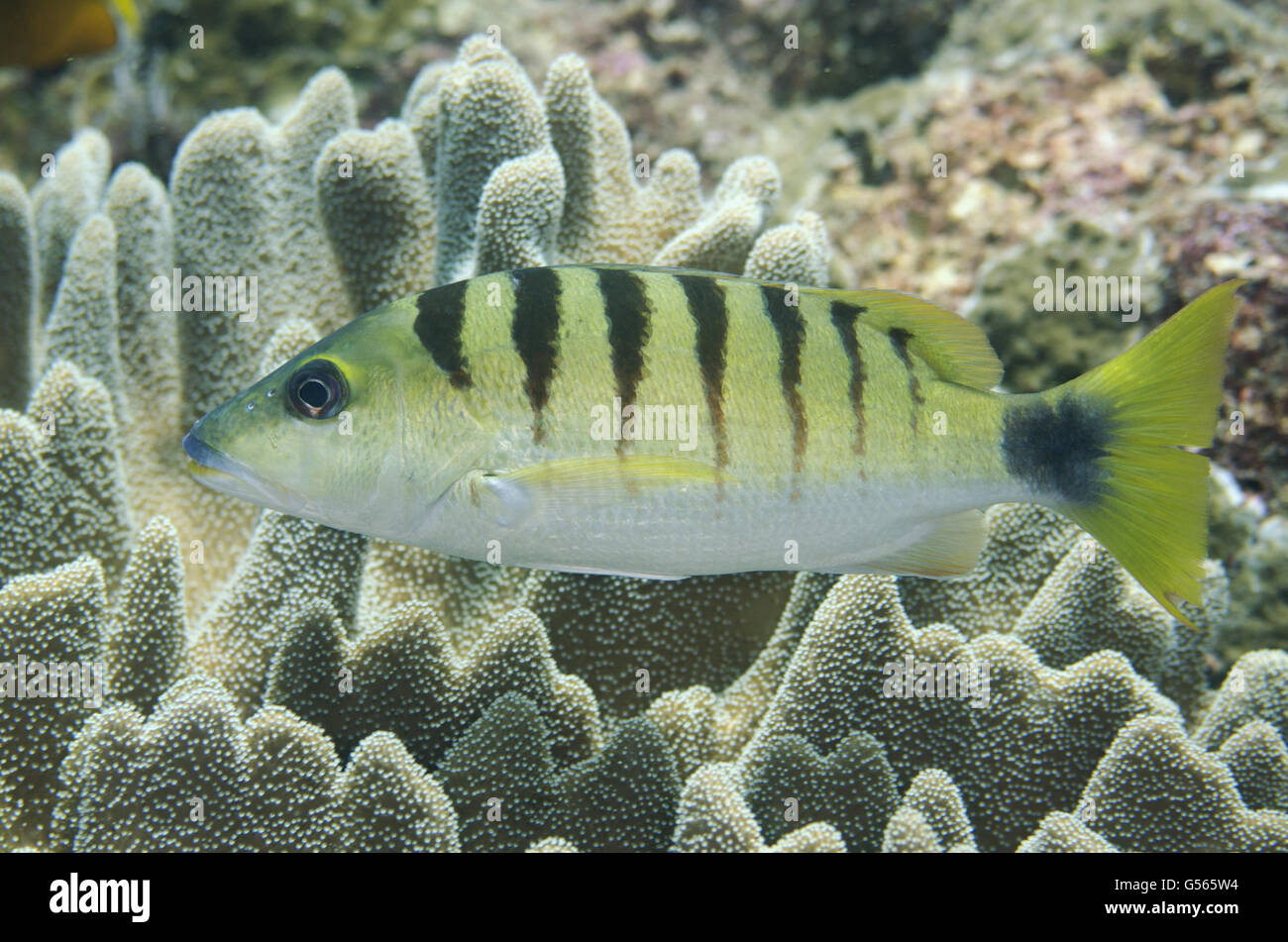 Black-banded, semicinctus), Melissa's Garden, site de plongée de l'Île, près de Penemu Keruo, l'île de Raja Ampat (4 Rois), la Papouasie occidentale, en Indonésie Banque D'Images