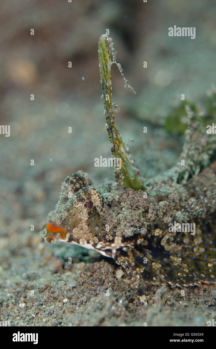 (Kuiteri Dactylopus Dragonet), sur le sable fin, noir affichage Segara dive site, Seraya, Bali, Indonésie Banque D'Images