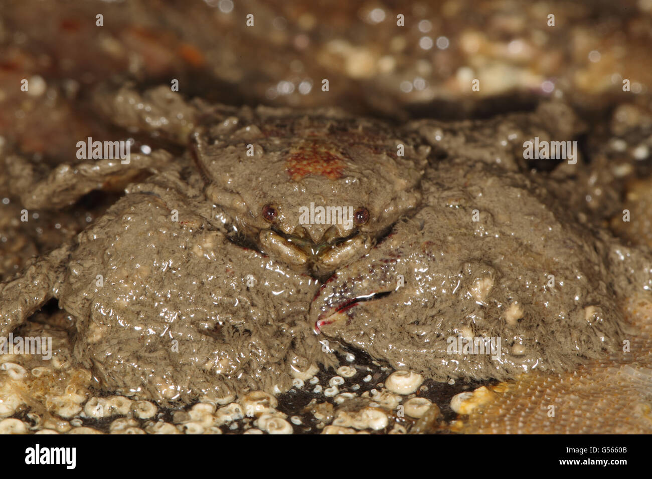Large-Crabe Porcelaine griffus (Porcellana platycheles Kimmeridge Bay), adultes, à l'île de Purbeck, Dorset, Angleterre, avril Banque D'Images