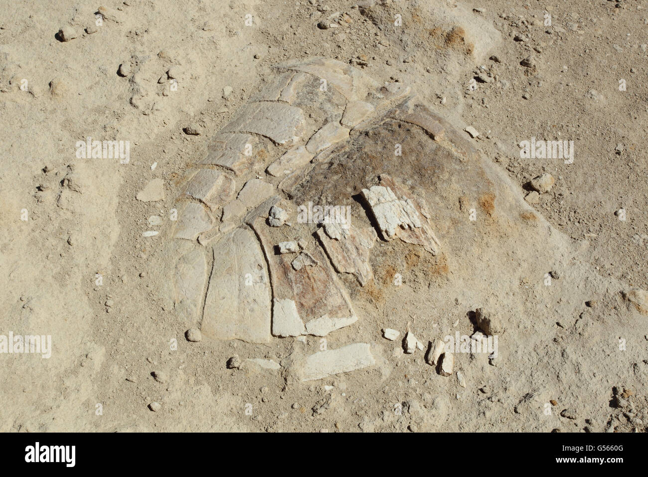 Tortue fossile shell, l'île Santa Catalina, Golfe de Californie, Baja California Sur, Mexique, Mars Banque D'Images
