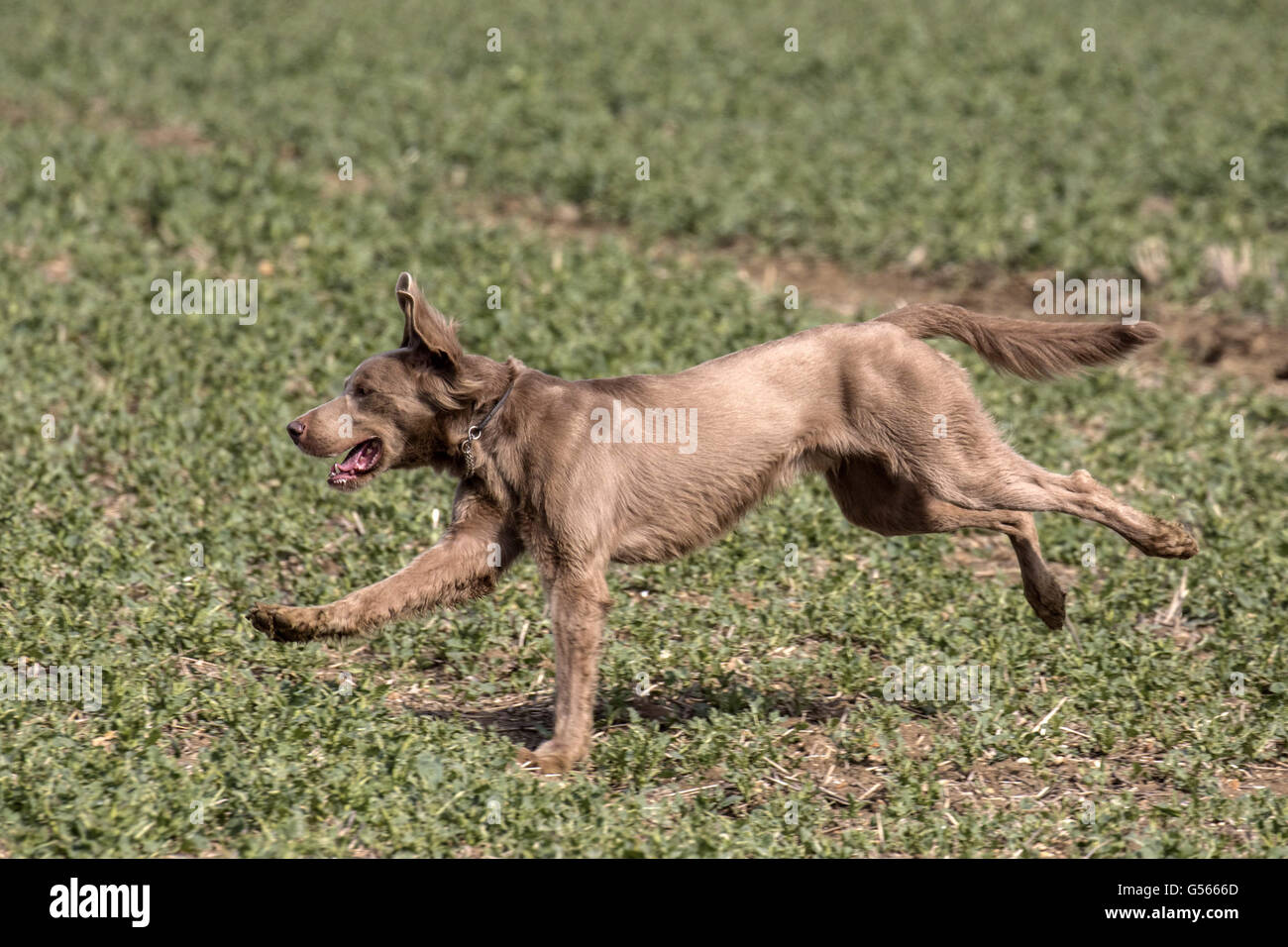 L'homme aux cheveux longs le Braque a une robe soyeuse, avec une queue à plumes, déconnecté. Banque D'Images