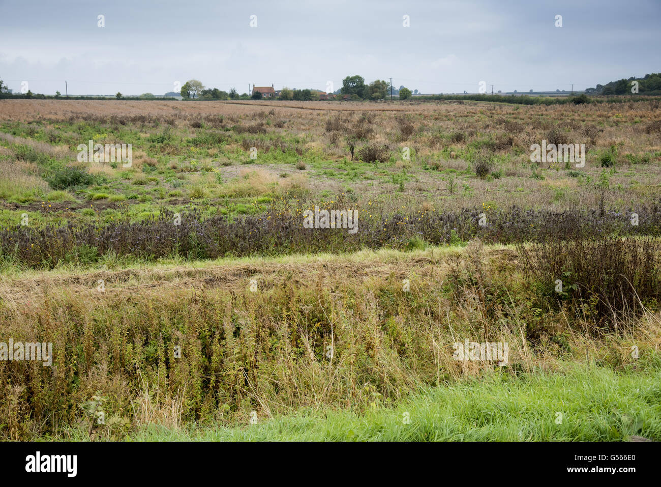 Champ en jachère, Driffield, East Yorkshire, Angleterre, octobre Banque D'Images