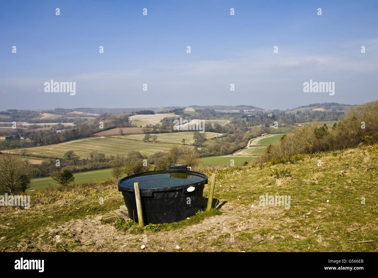 L'escarpement de craie noire en plastique avec réservoir d'eau du bétail en premier plan, cerne, Dorset, Angleterre, Mars Banque D'Images