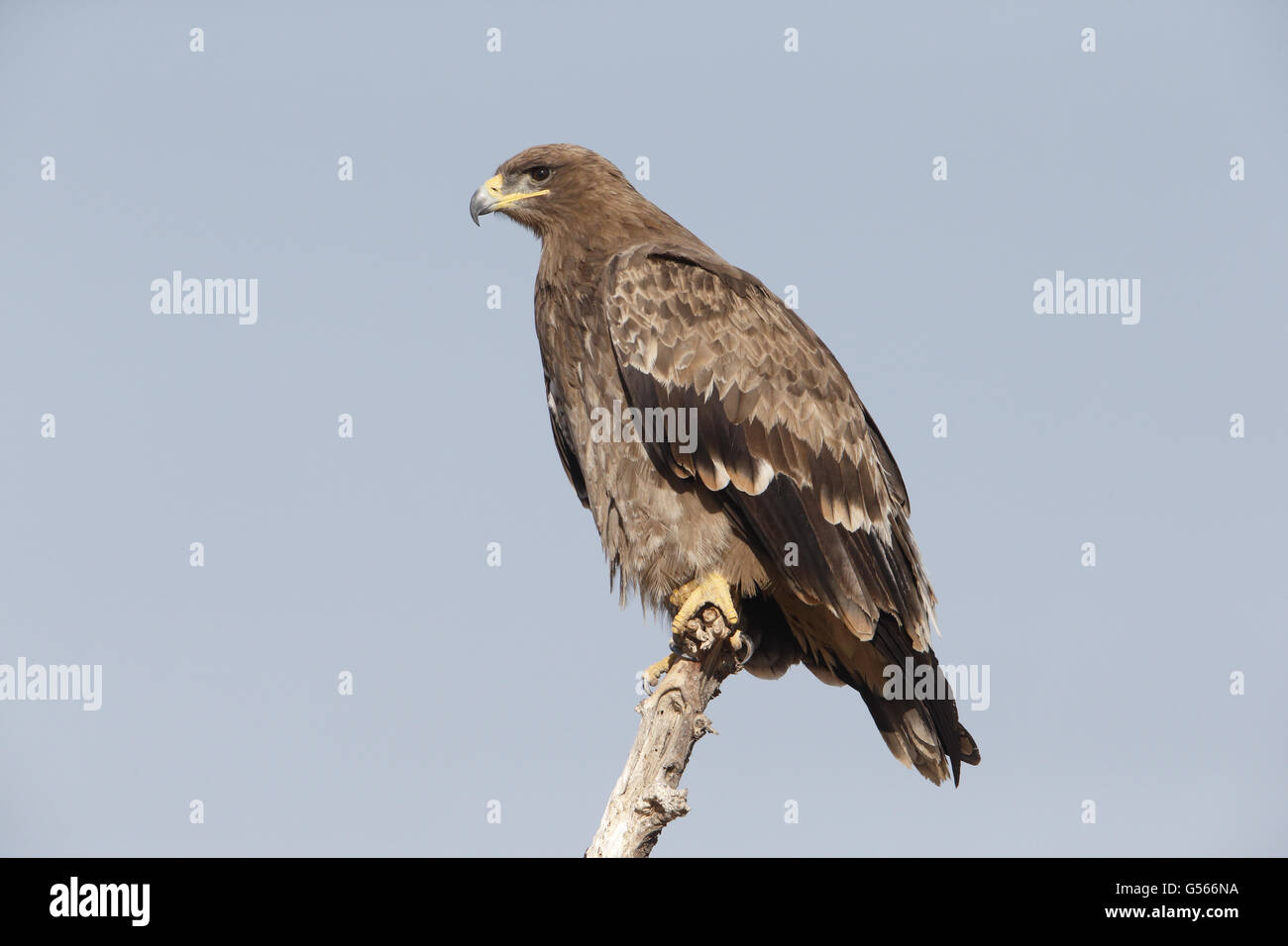 Une plus grande Spotted Eagle (Clanga clanga) immature, perché sur branche, Bikaner, désert de Thar, Rajasthan, Inde, Février Banque D'Images