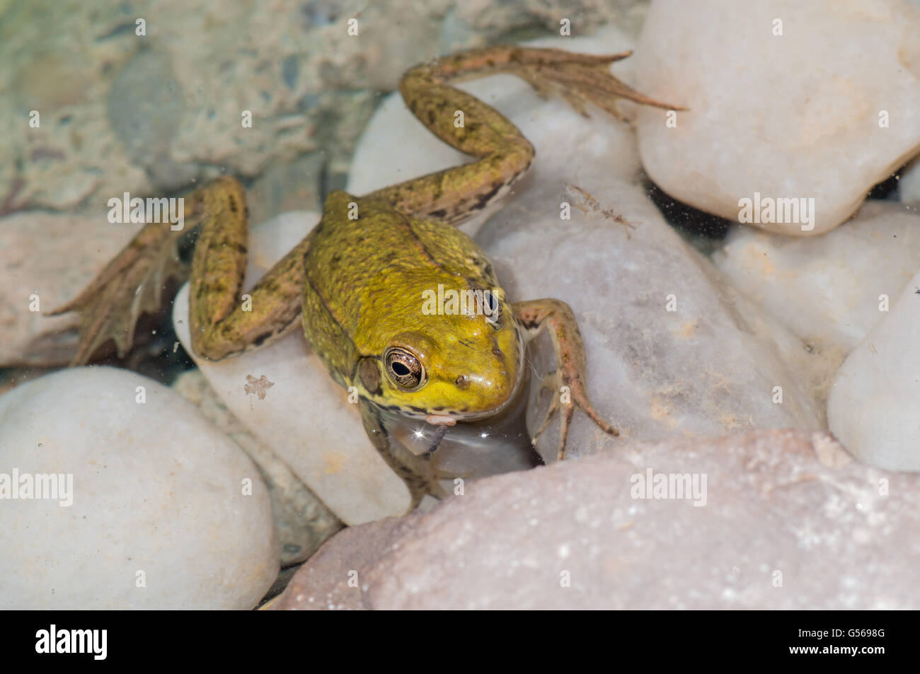 Bullfrog assis sur un rocher dans un marais. Banque D'Images