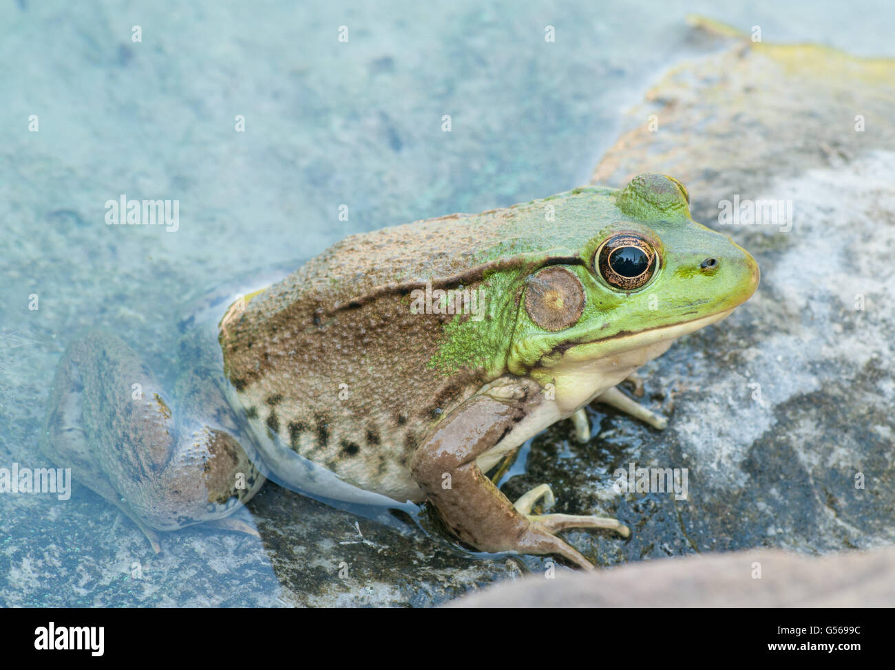 Bullfrog assis sur un rocher dans un marais. Banque D'Images