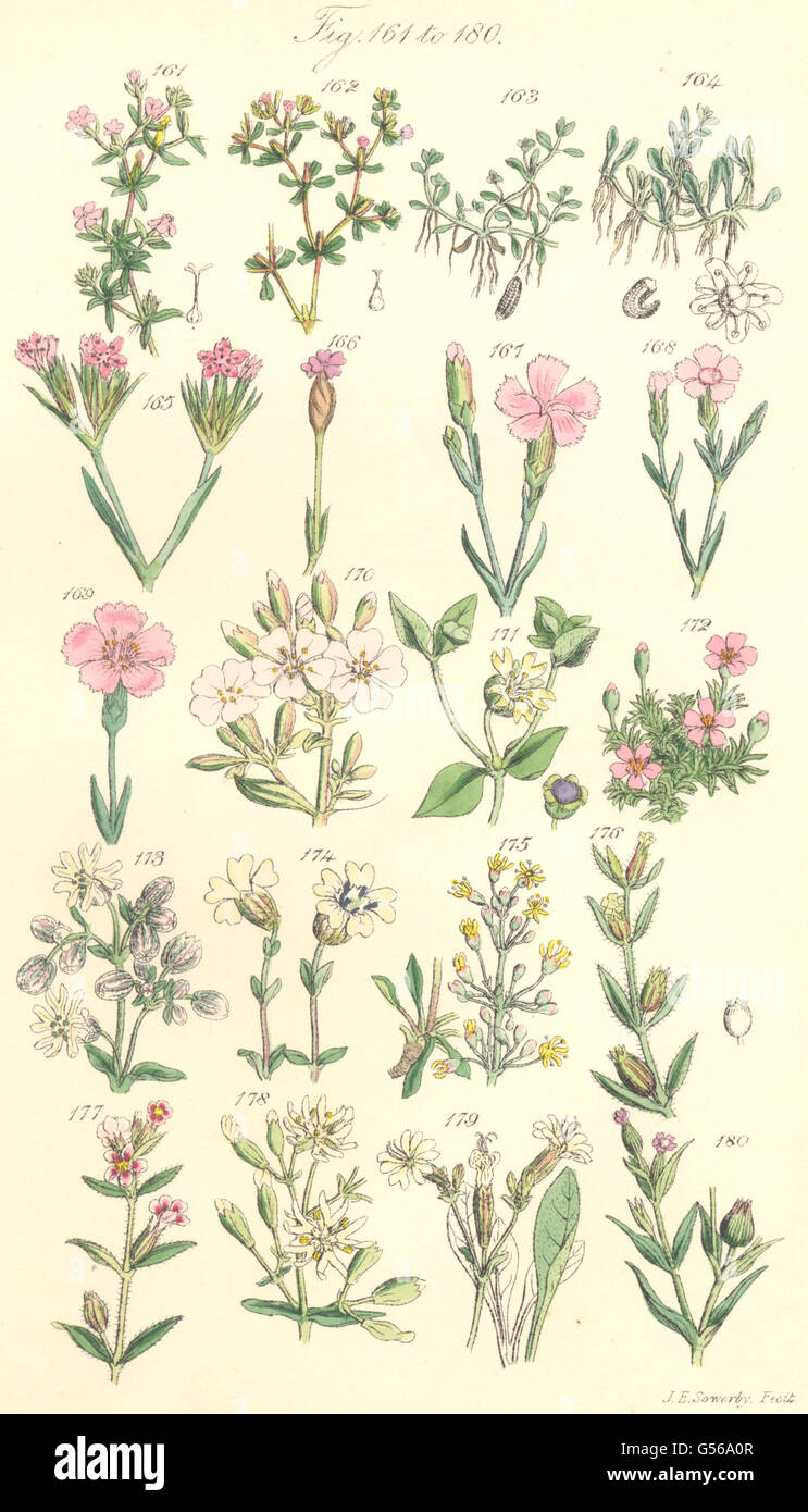 Fleurs sauvages:Seaheath;Waterwort;Soapwort;Le Mouron;Campion;Scouler.SOWERBY 1890 Banque D'Images