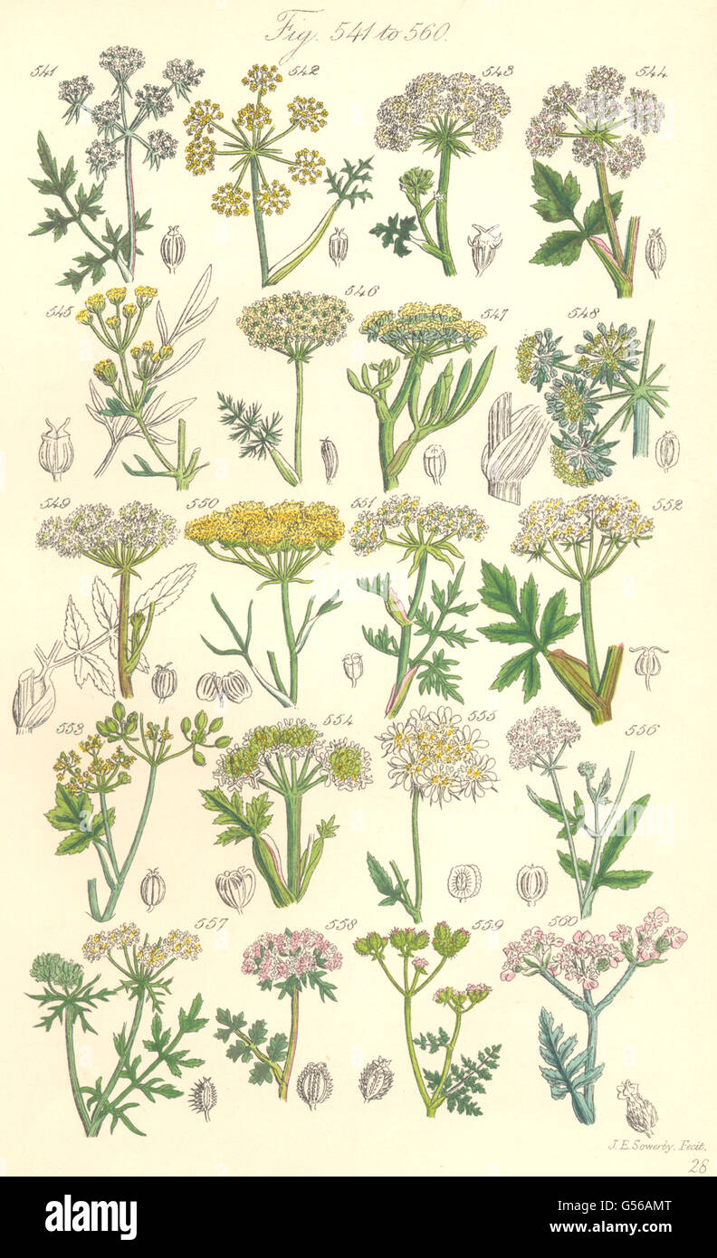 Fleurs sauvages : Livèche Fenouil Persil Spignel Samphire Angelica. SOWERBY, 1890 Banque D'Images