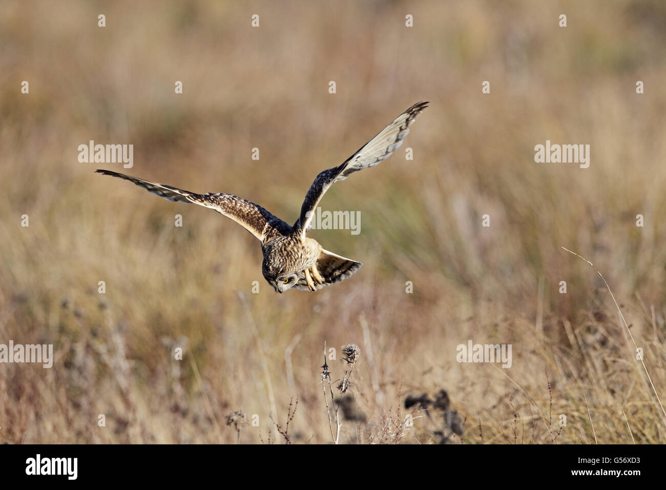 Le hibou des marais (Asio flammeus flammeus), adultes en vol, chasse sur des herbages, Fen Drayton réserve RSPB, Cambridgeshire, Angleterre, Janvier Banque D'Images
