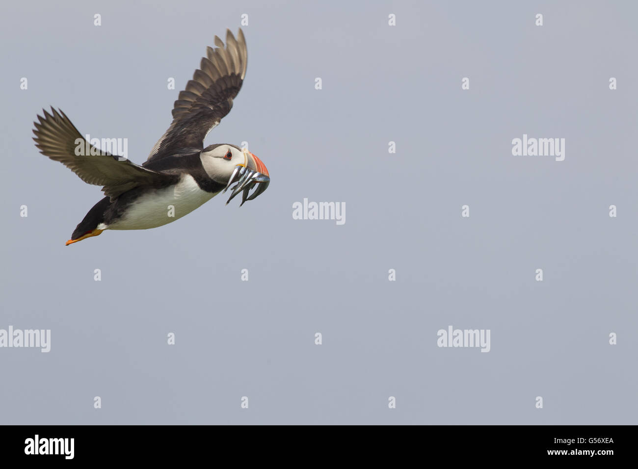 Macareux moine (Fratercula arctica), adultes en plumage nuptial, vol, avec des anguilles au bec, Inner Farne, Iles Farne, Northumberland, Angleterre, juillet Banque D'Images