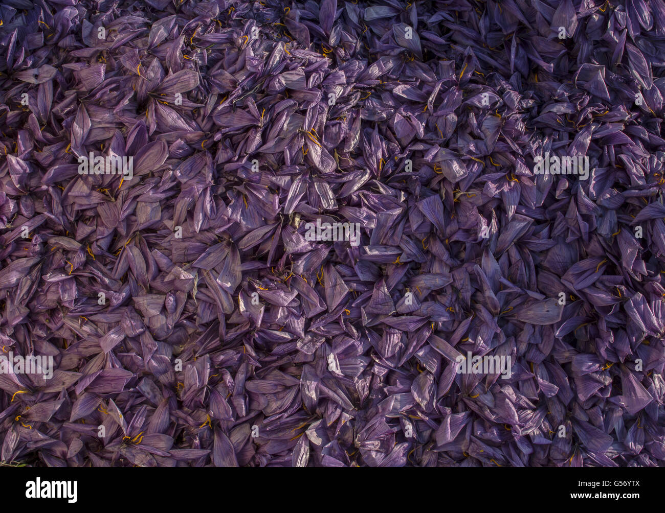 Crocus safran (Crocus sativus) tas de pétales jetés, au cours de la production de safran dans la saison des récoltes, près de Kozani, en Macédoine, Grèce, octobre Banque D'Images