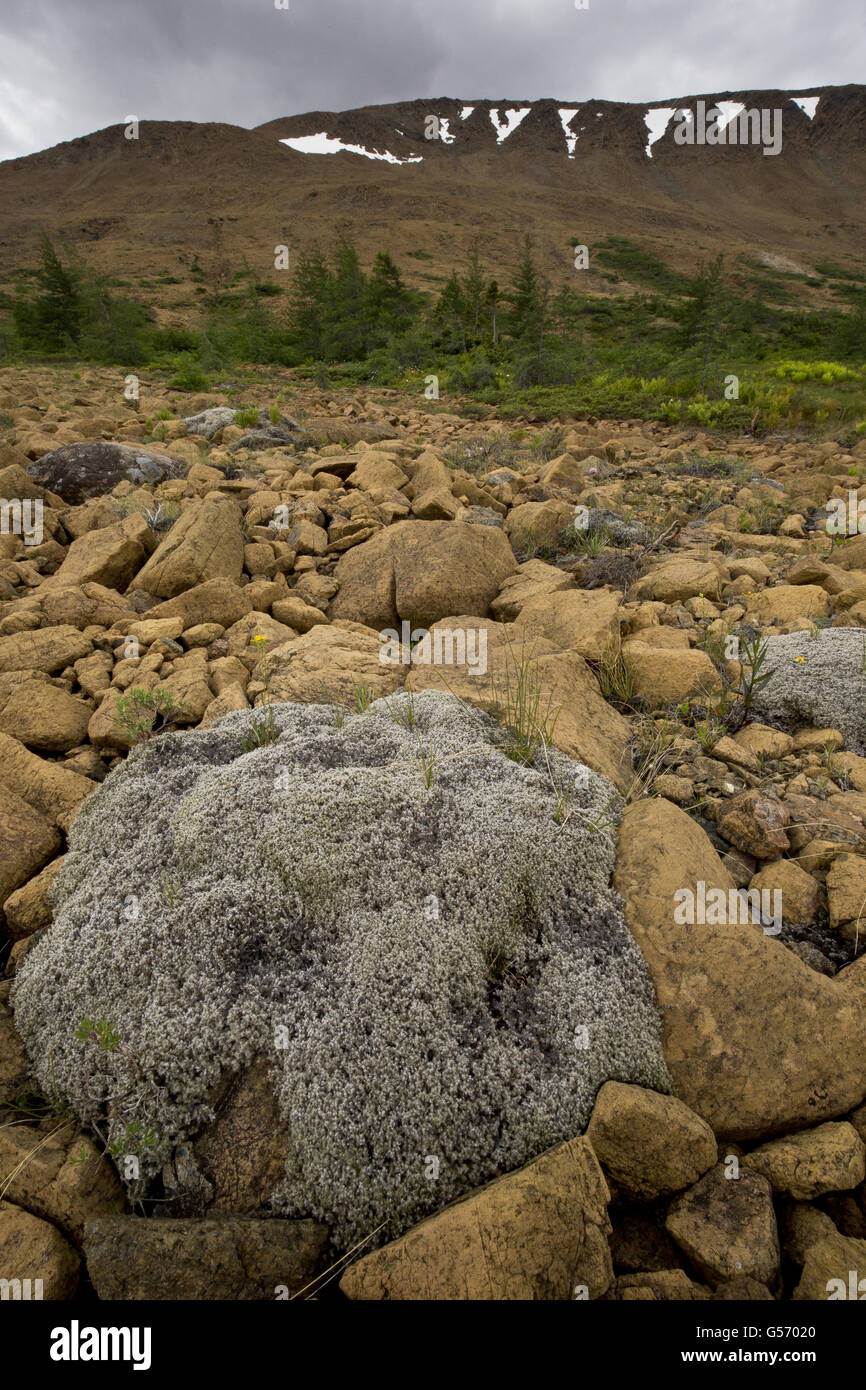 Fringe laineux-moss (Racomitrium lanuginosum) croissant sur la serpentine et de péridotite, Tablelands, Gros-Morne N.P., Terre-Neuve, Canada, Juillet Banque D'Images