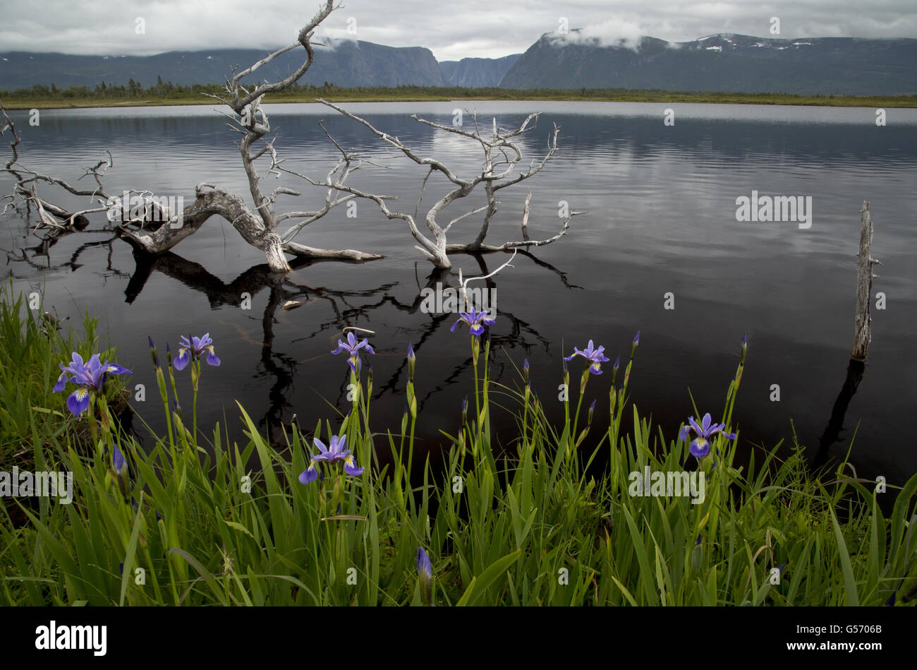Iris (Iris versicolor) floraison, développe à bord de l'eau, avec en arrière-plan les monts Long Range, Jerry's Pond, Western Brook, Gros-Morne N.P., Terre-Neuve, Canada, Juillet Banque D'Images