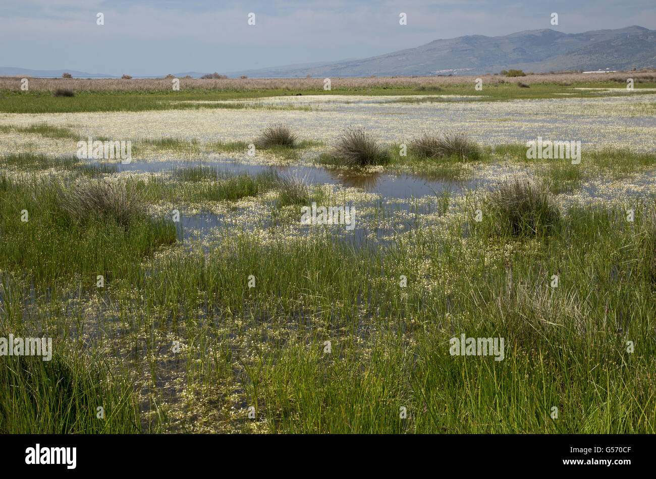 Avis de saltmarsh, lagunes et pâturage pâturage habitat, avec étang Crowfoot (Ranunculus peltatus fucoides) floraison, Golfe de Kalloni, Lesbos, Grèce, Avril Banque D'Images