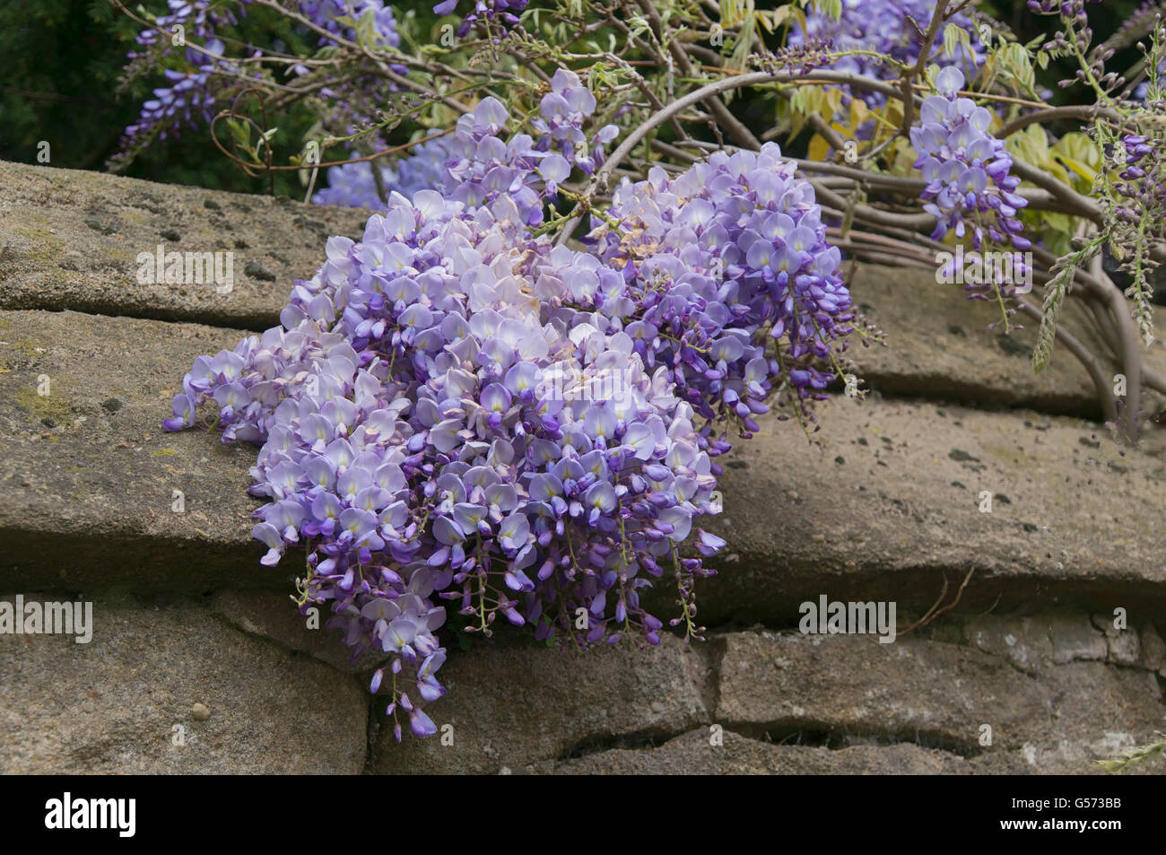 Bourgeon De Glycine Banque De Photographies Et D images Haute bourgeon-de-glycine-banque-de-photographies-et-d-images-haute
