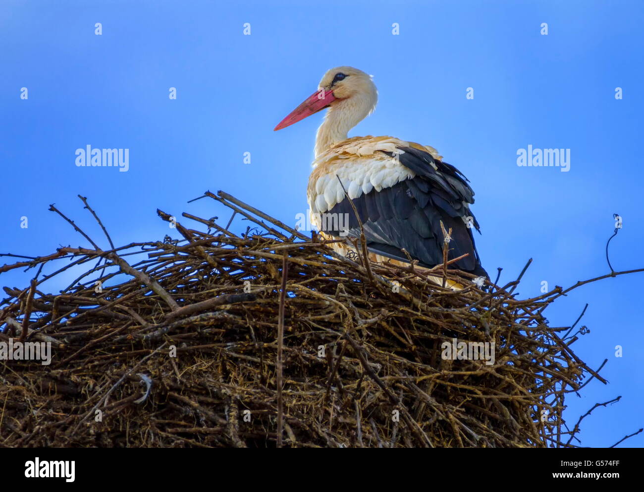 Cigogne blanche européenne, ciconia, debout dans le nid par jour Banque D'Images