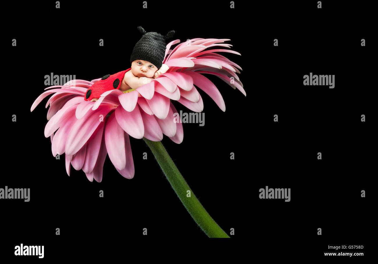 Petit bébé coccinelle sur fleur Banque D'Images